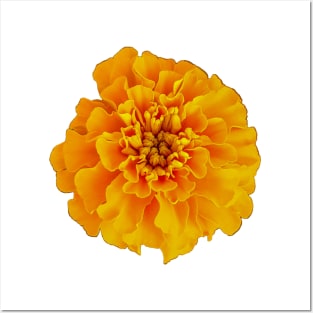 Orange Marigold Nature Floral Photo Posters and Art